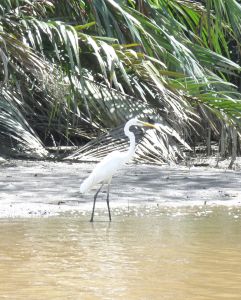 Great Egret, Brunei